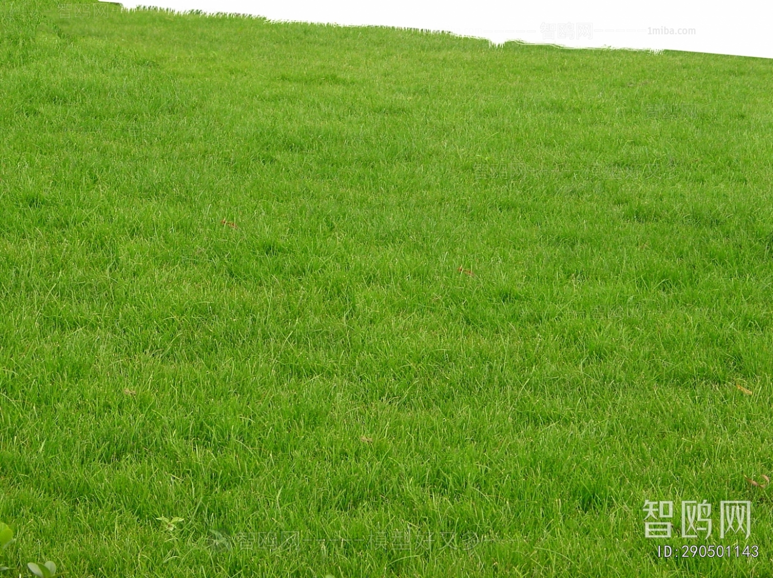 Grass