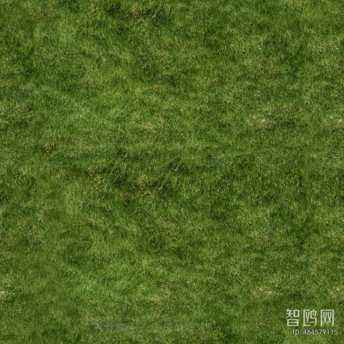 Grass