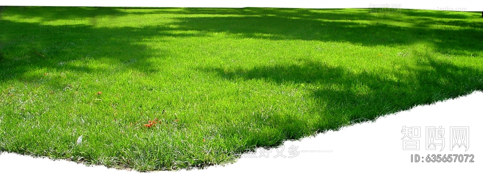 Grass