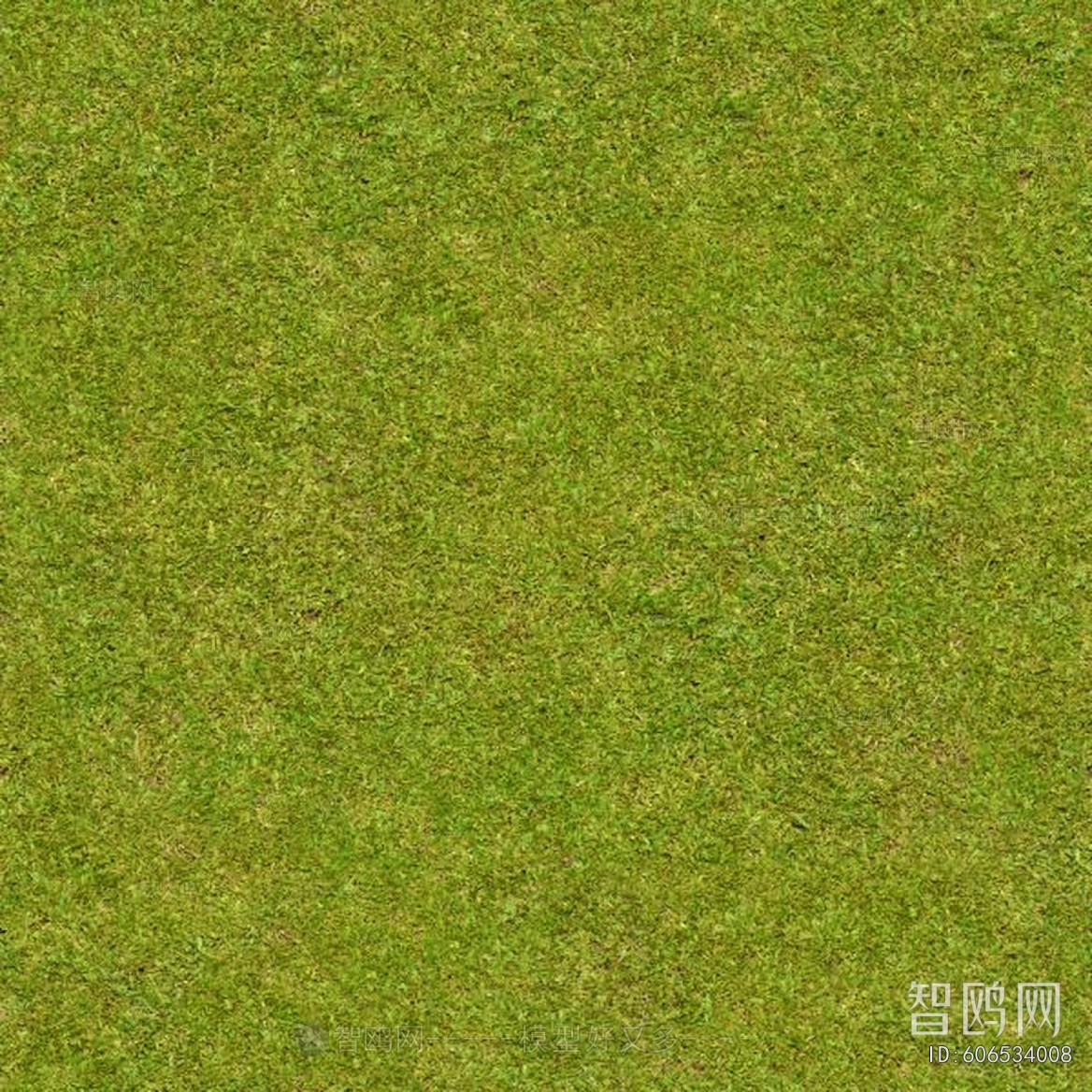Grass