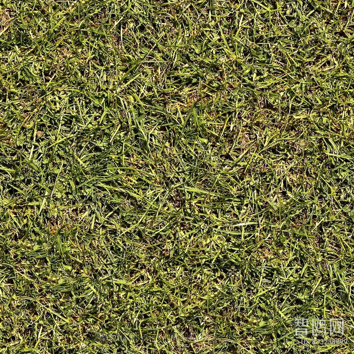 Grass