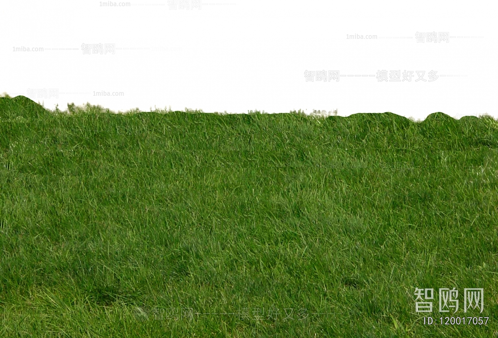 Grass