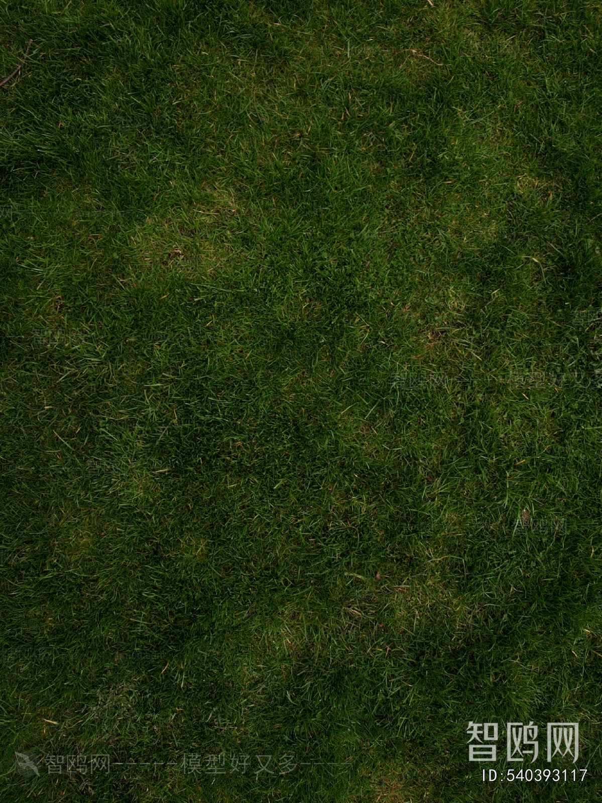 Grass