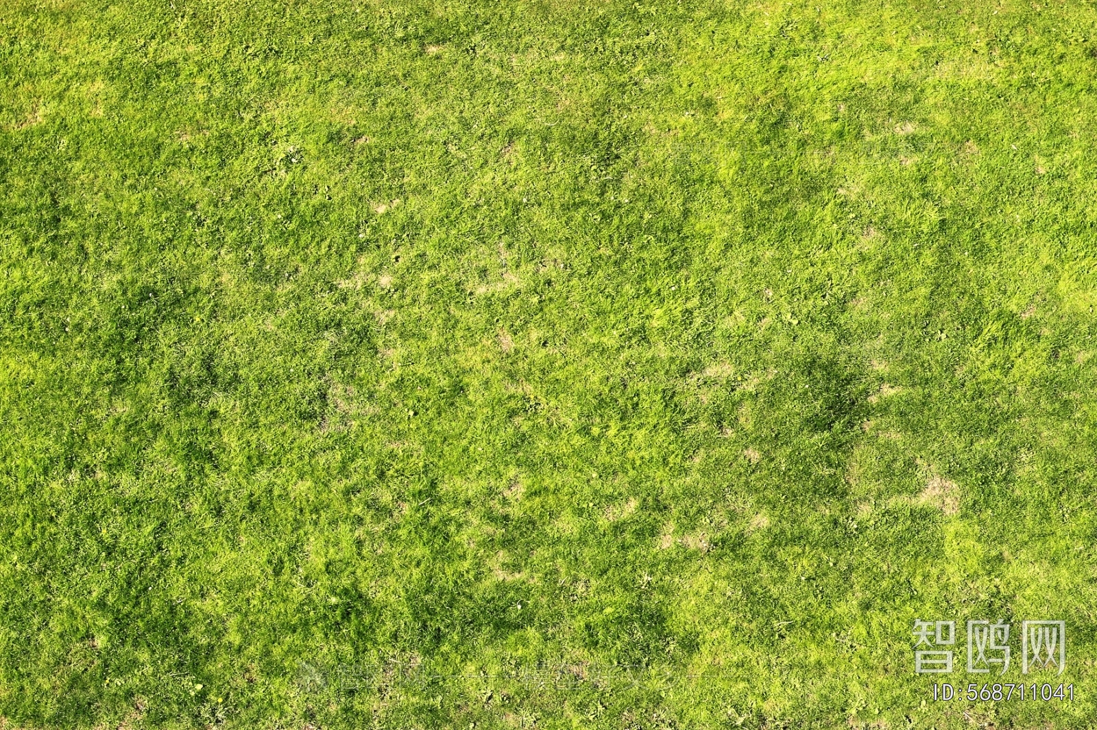 Grass
