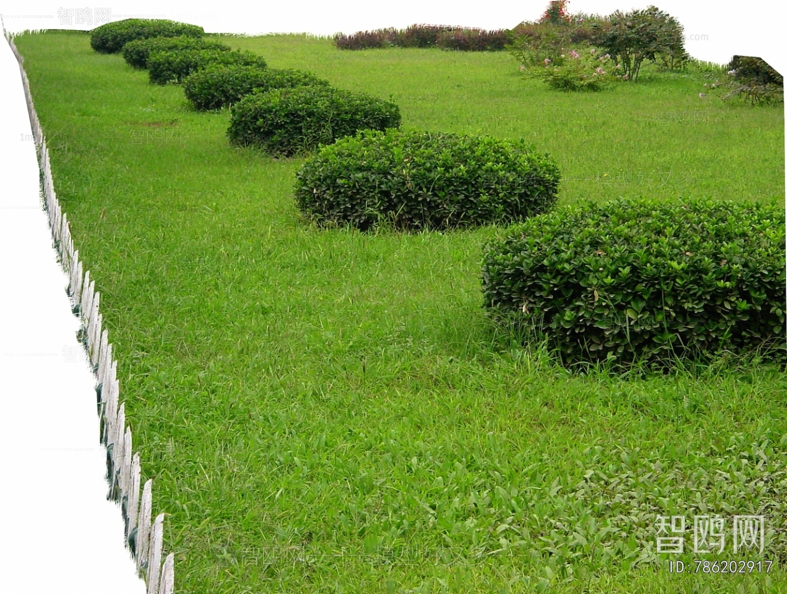 Grass