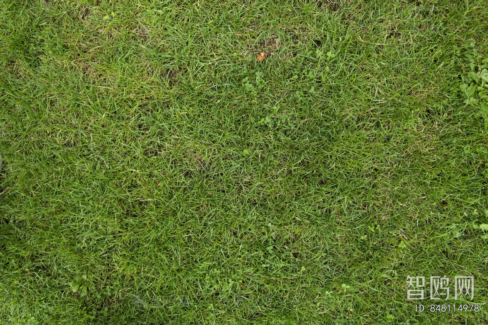 Grass