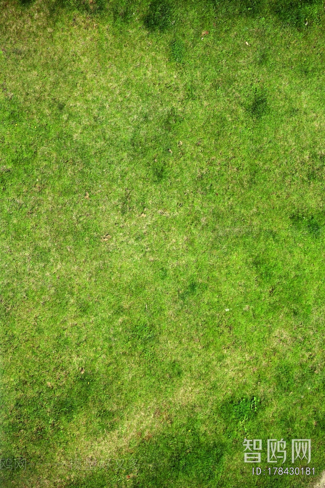 Grass
