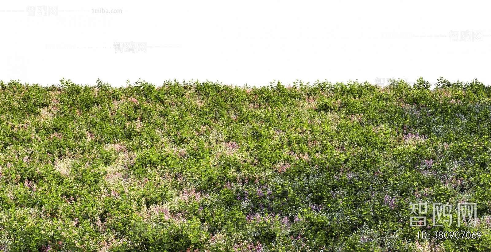 Grass
