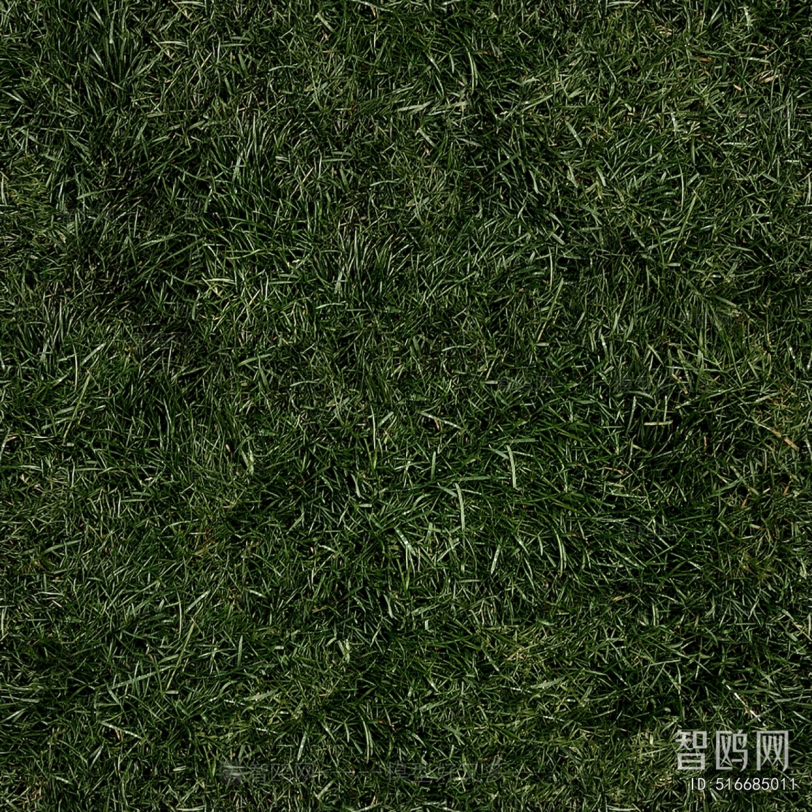 Grass