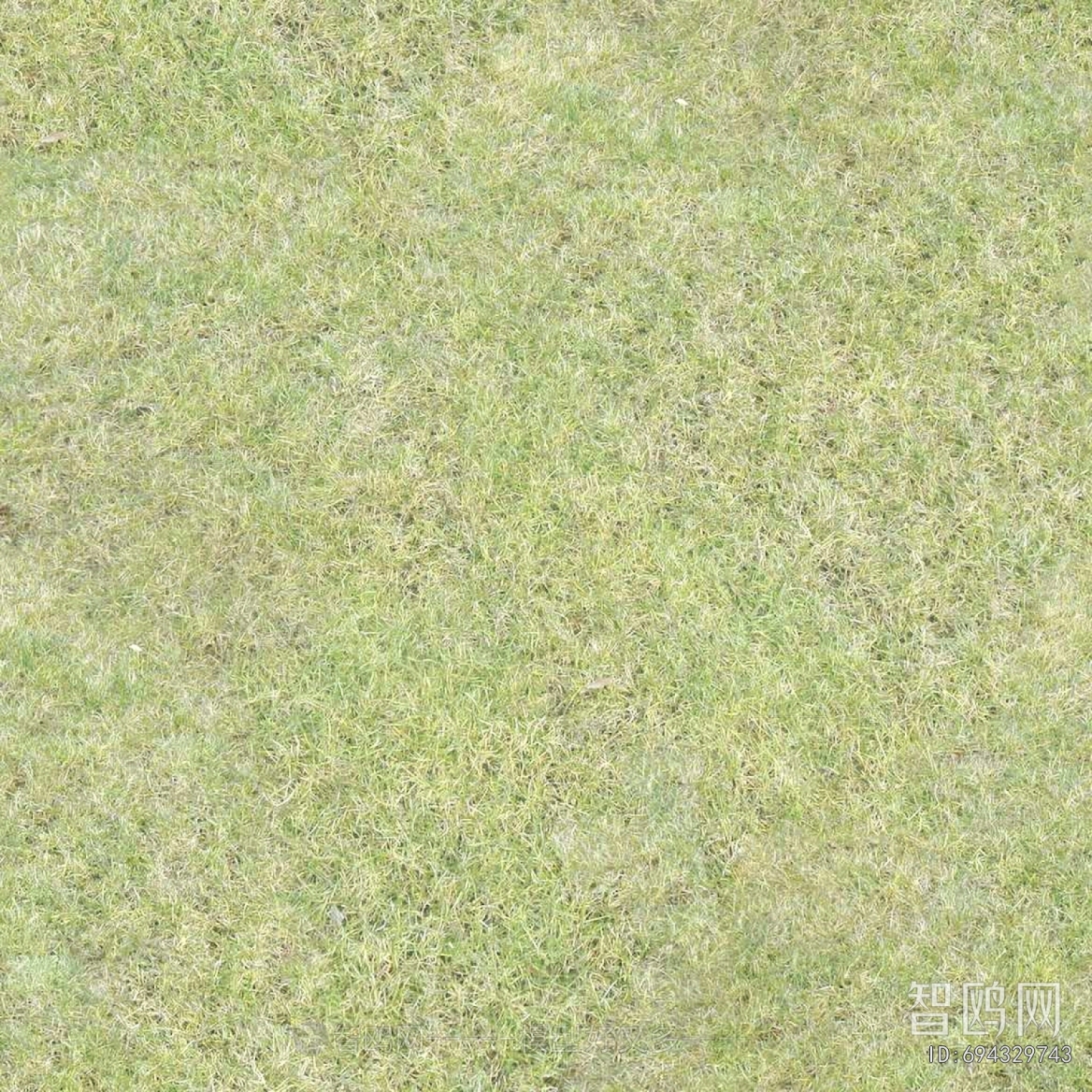 Grass