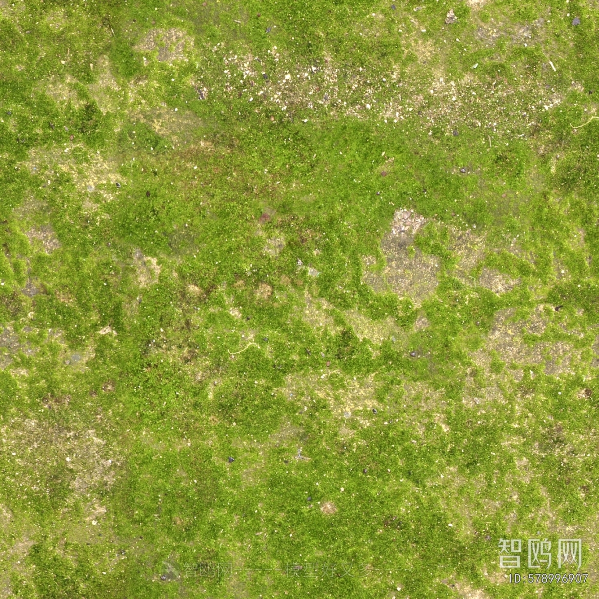 Grass