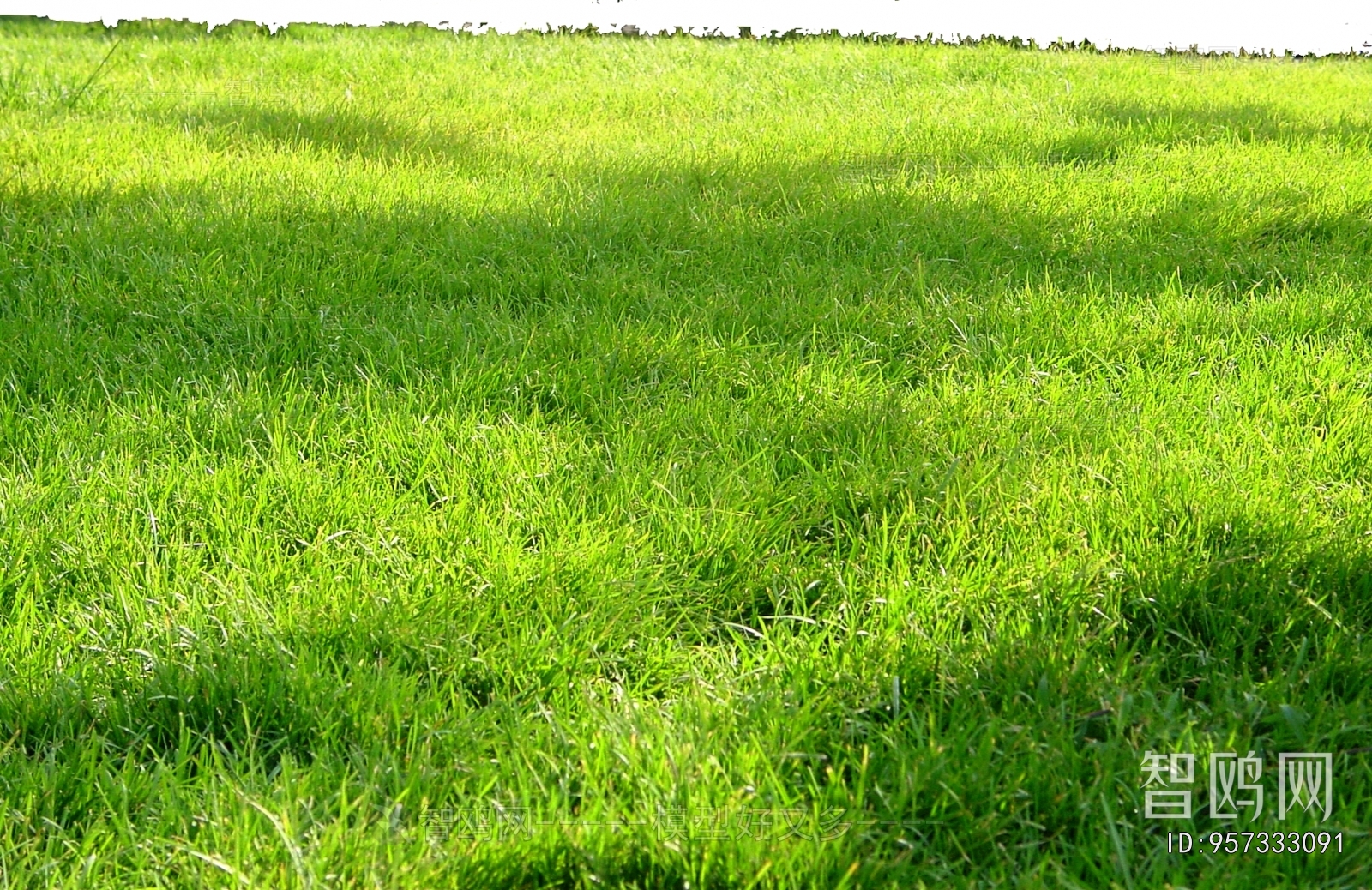 Grass