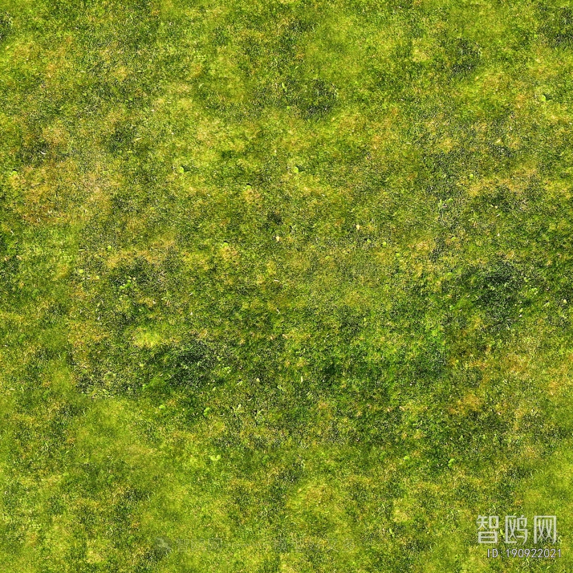 Grass