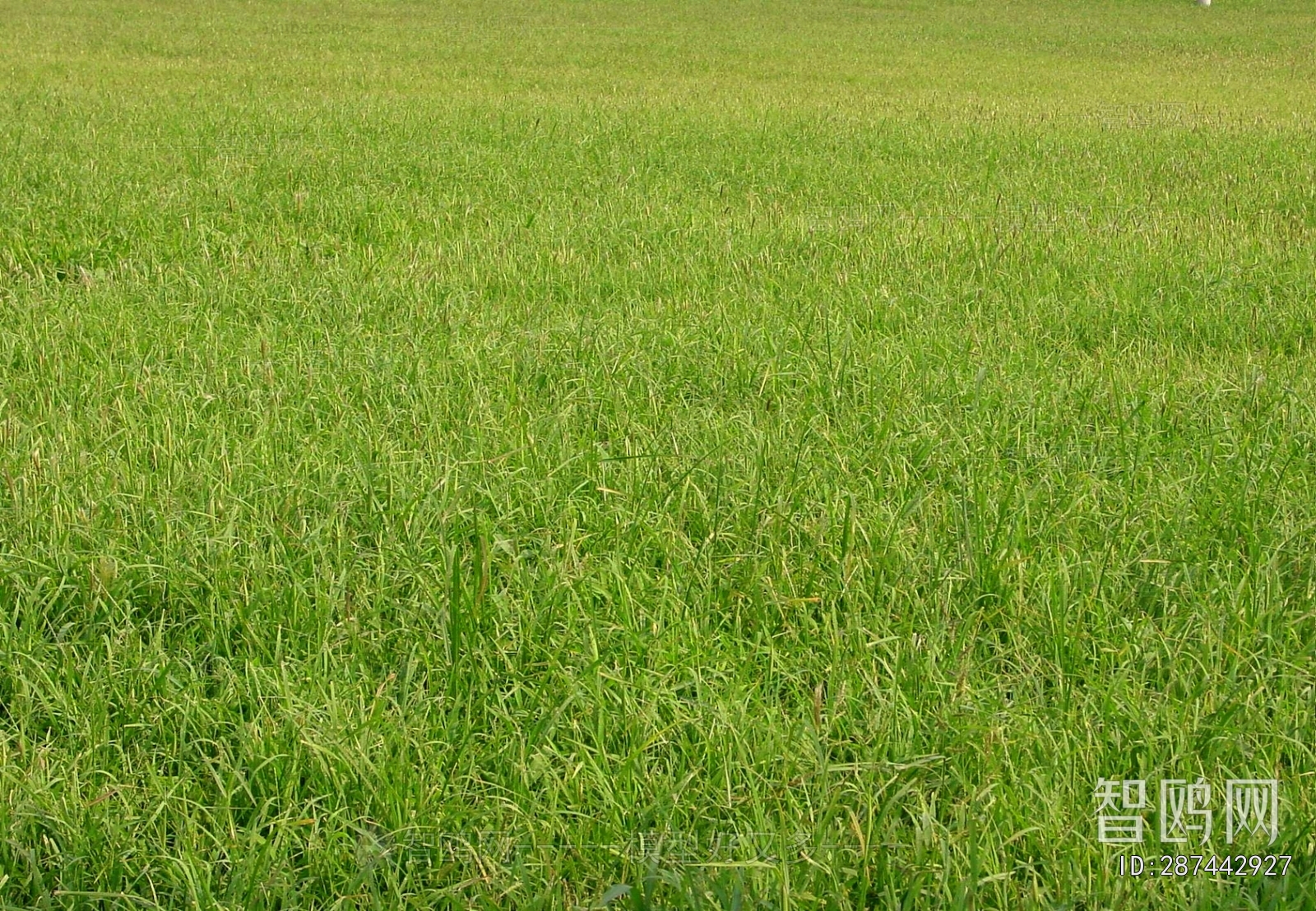 Grass