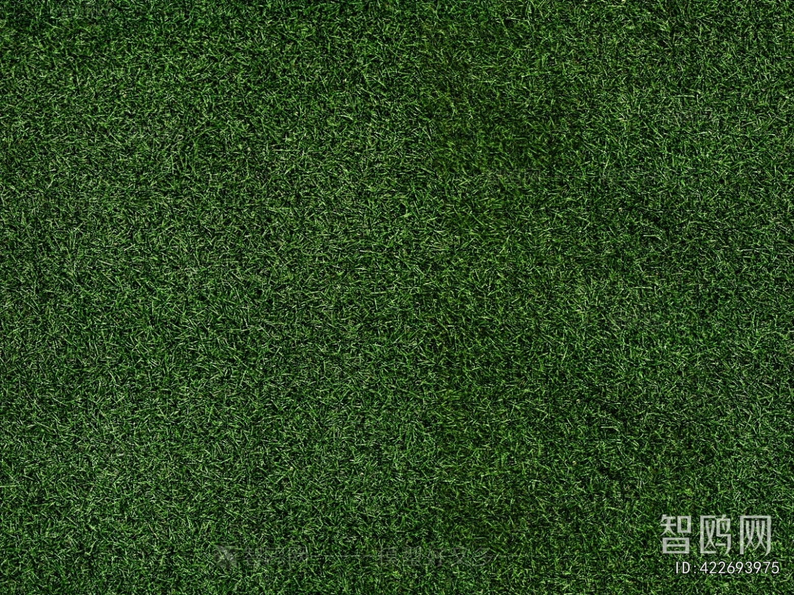 Grass