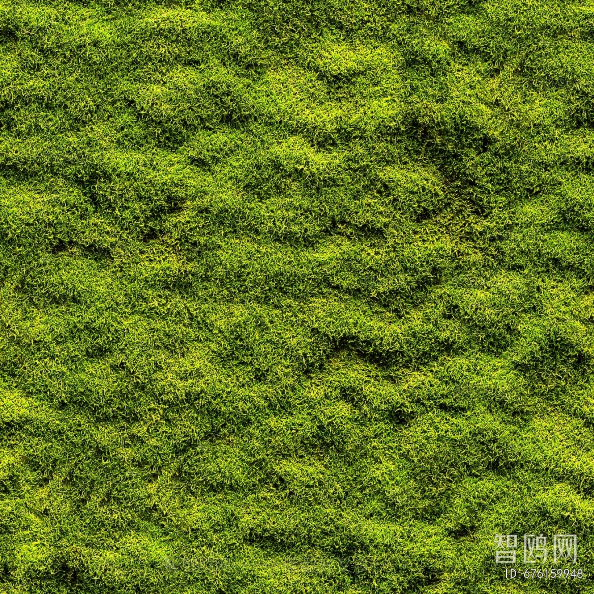 Grass