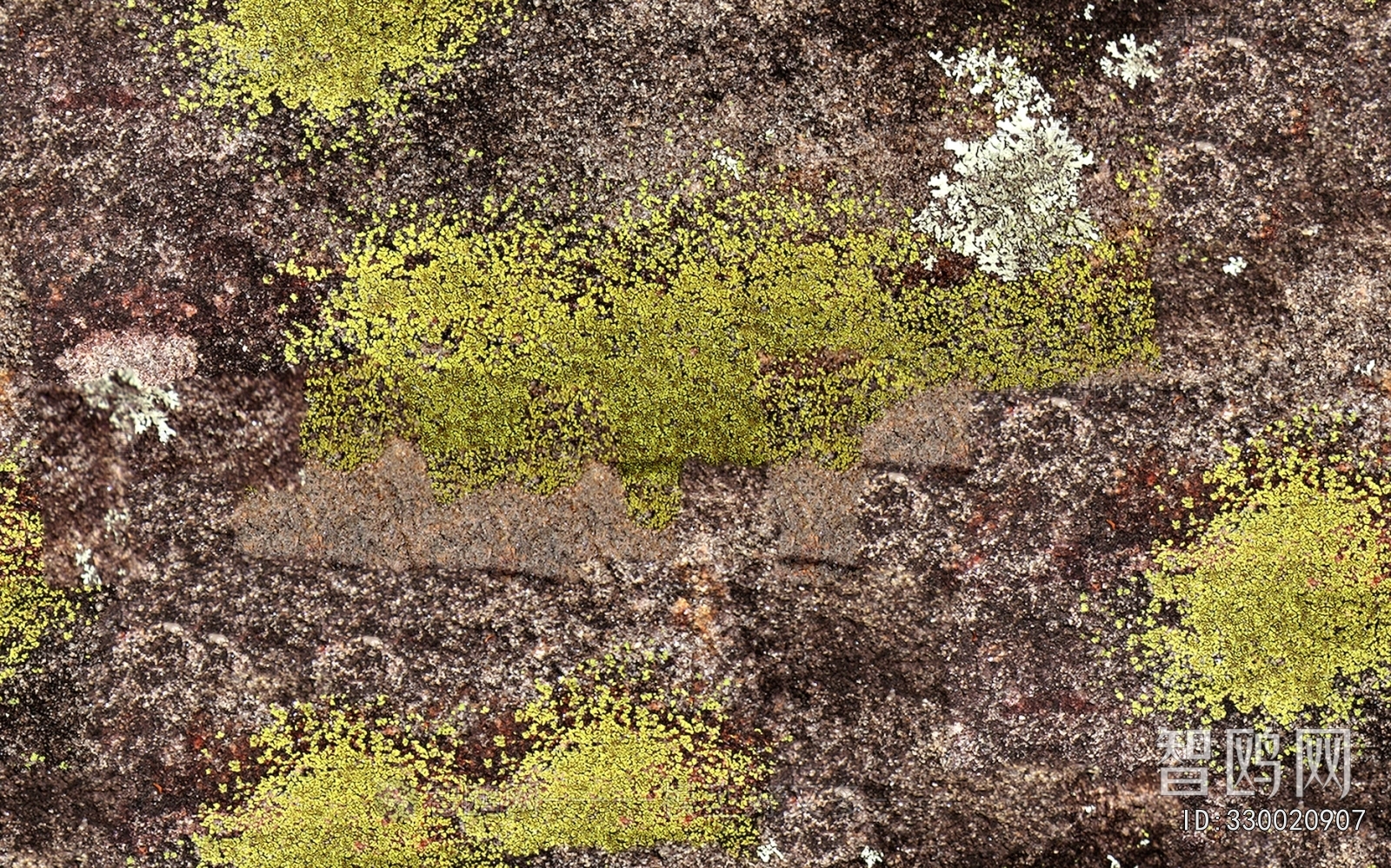 Grass