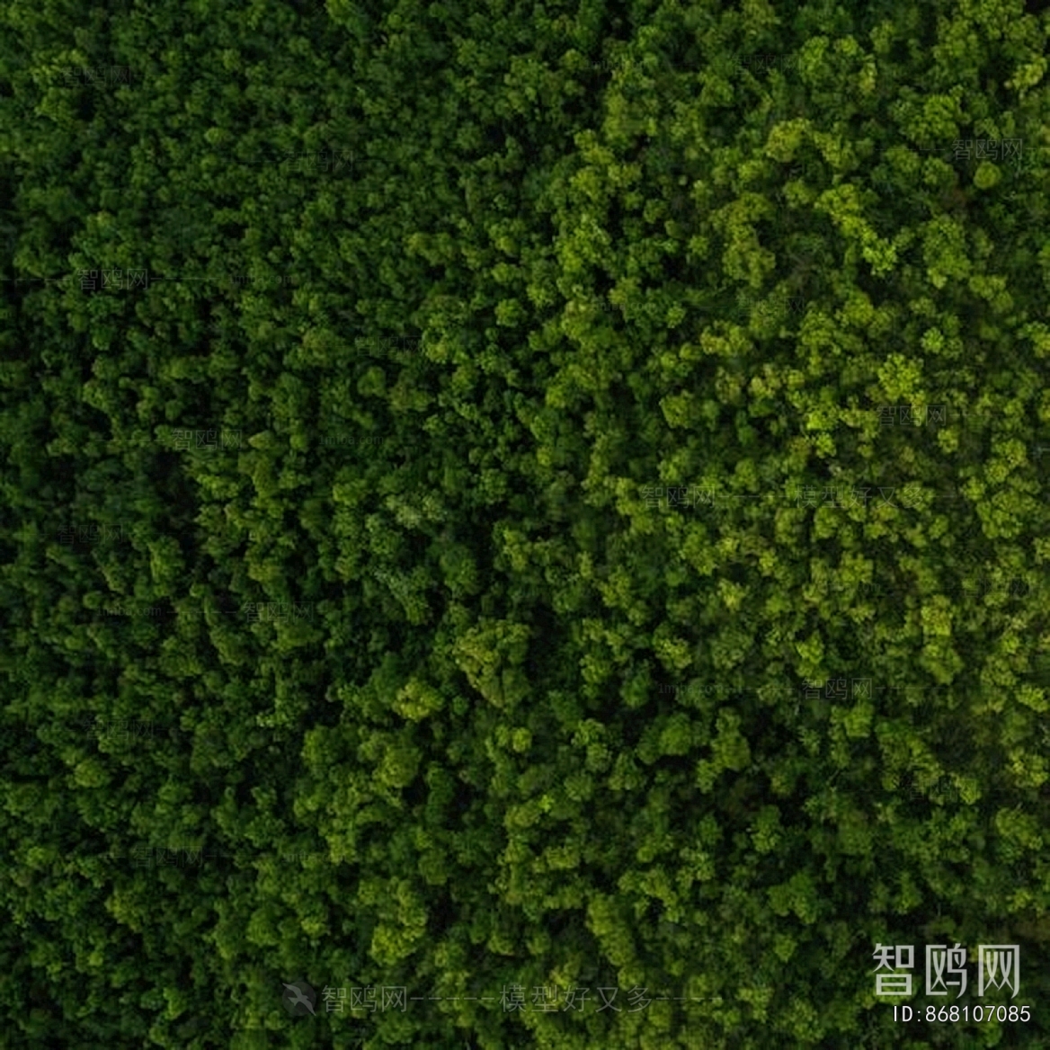 Grass