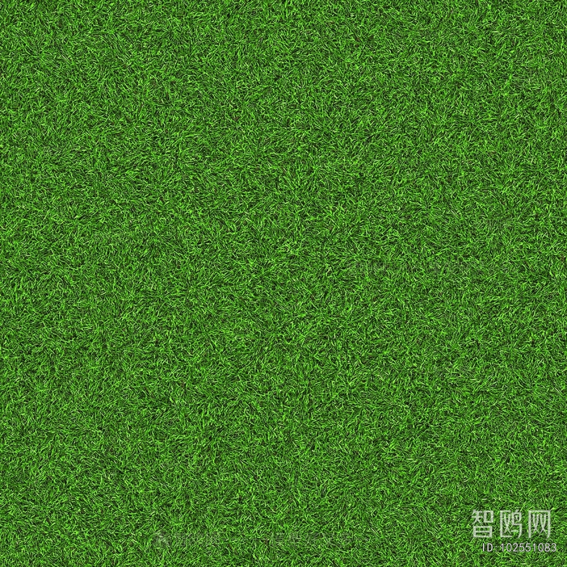 Grass