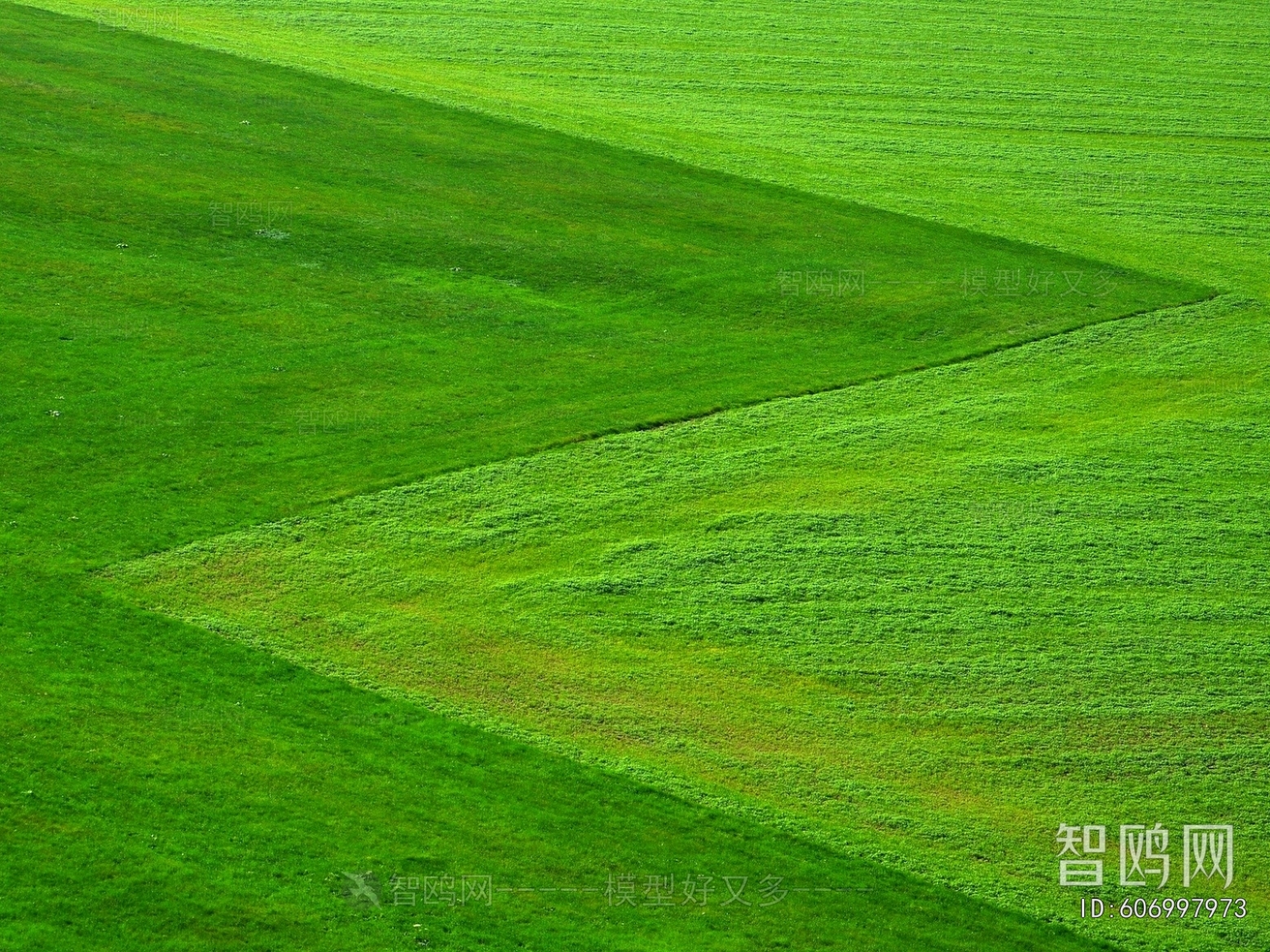 Grass
