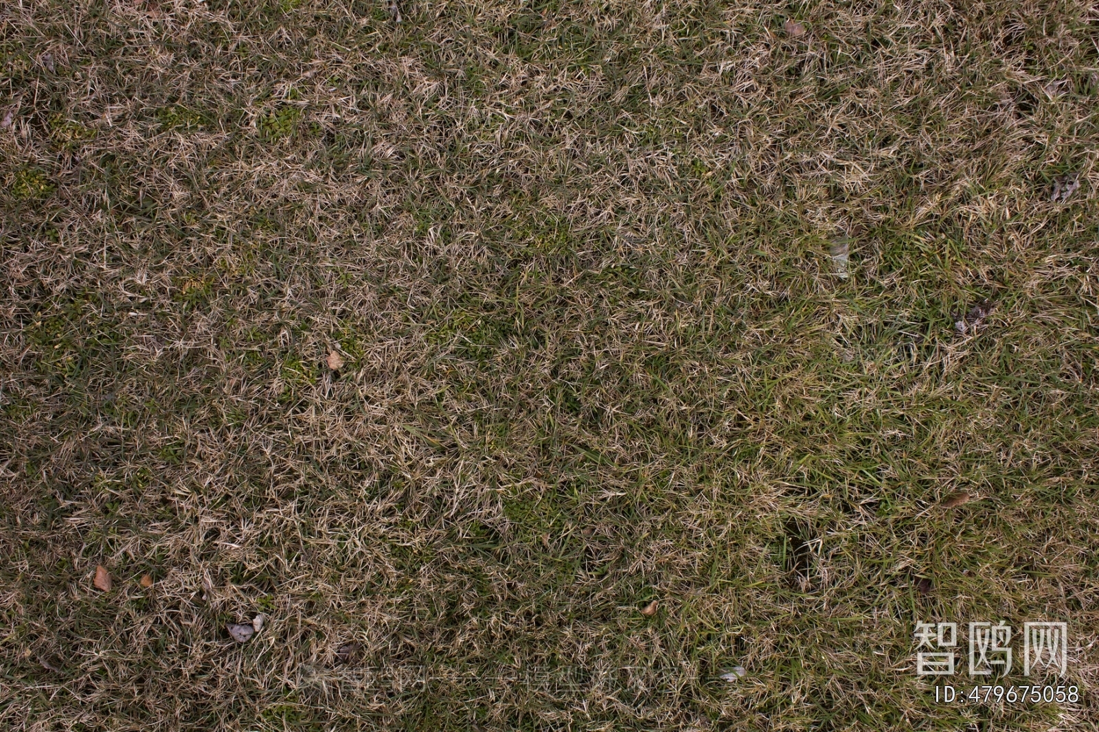 Grass