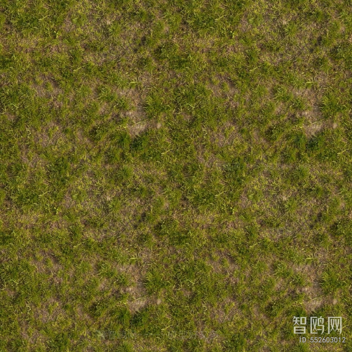 Grass