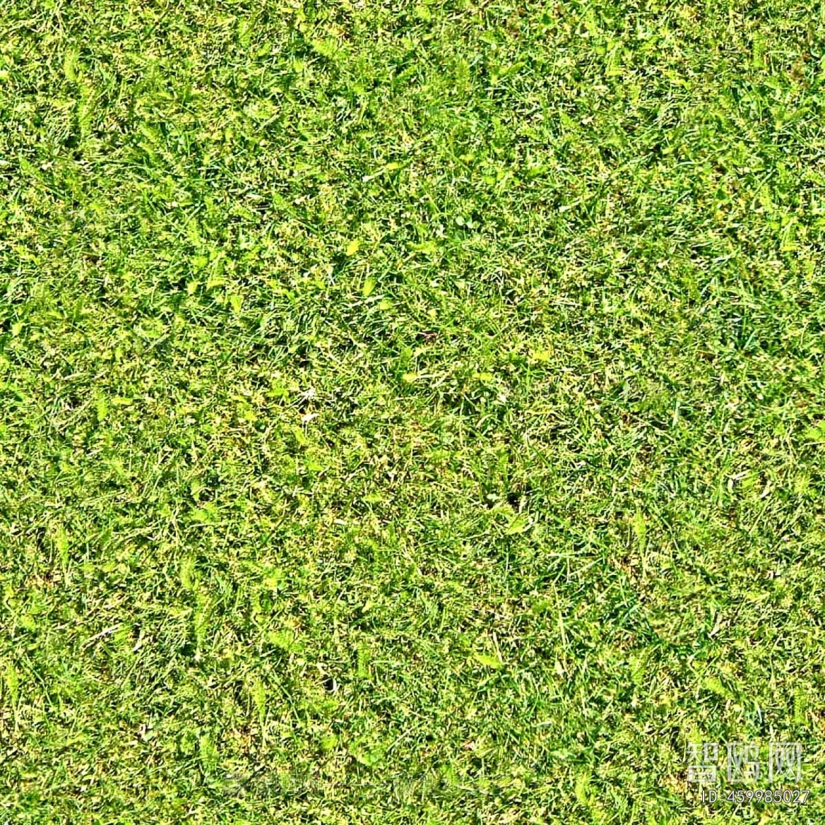 Grass
