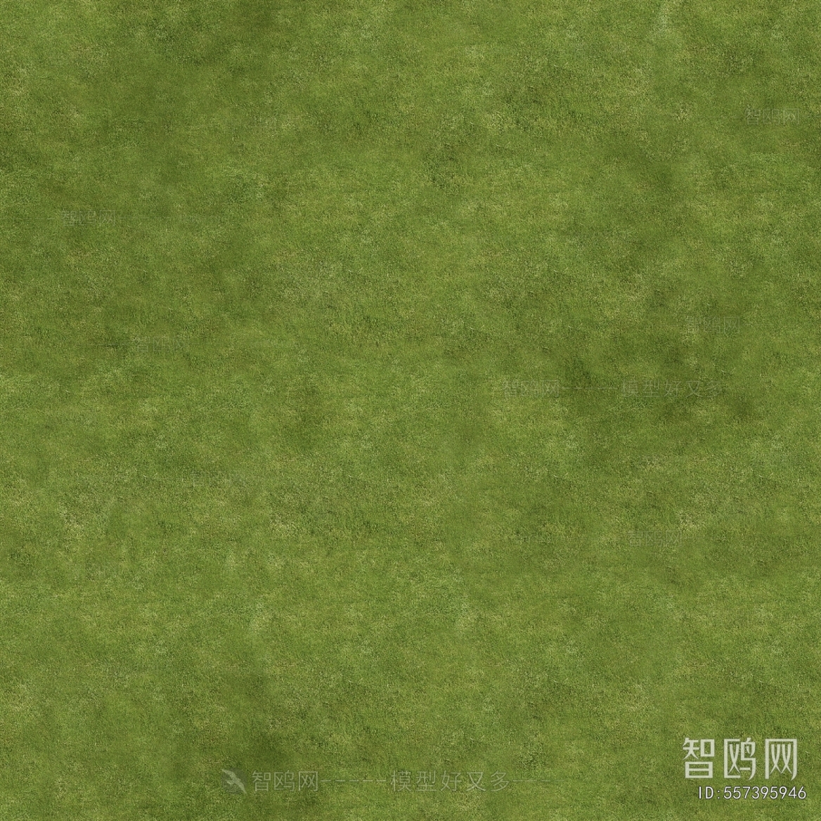 Grass