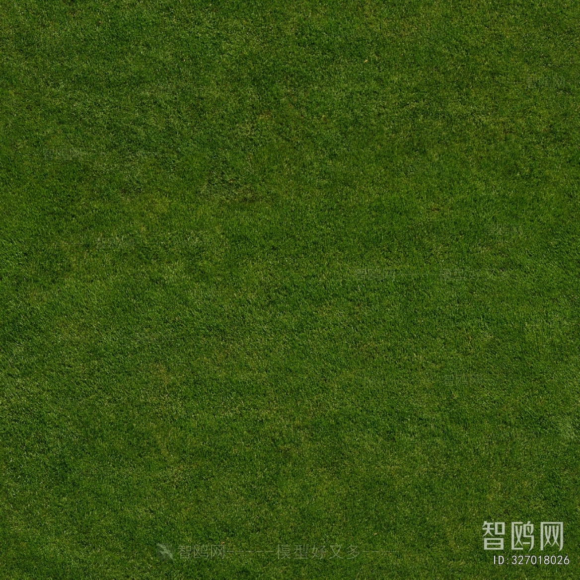 Grass
