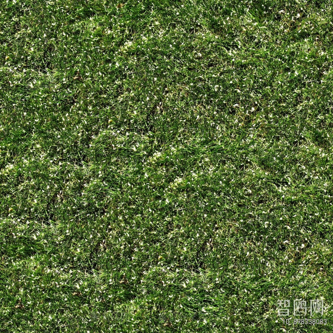 Grass