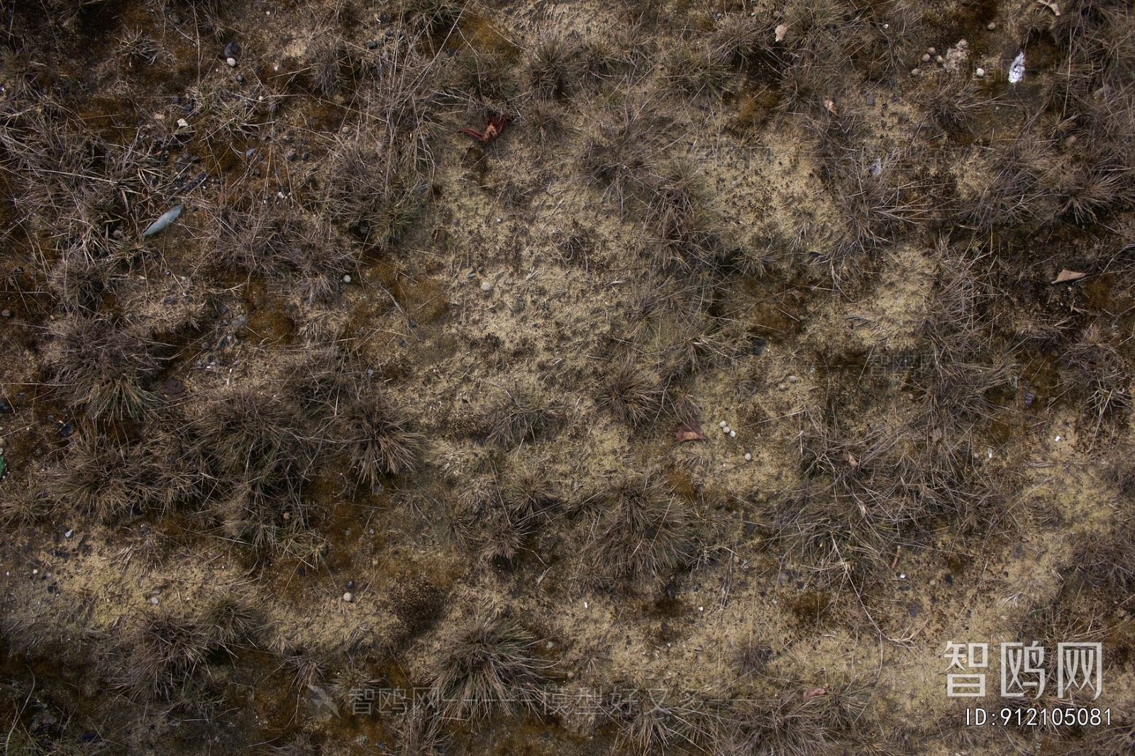 Grass