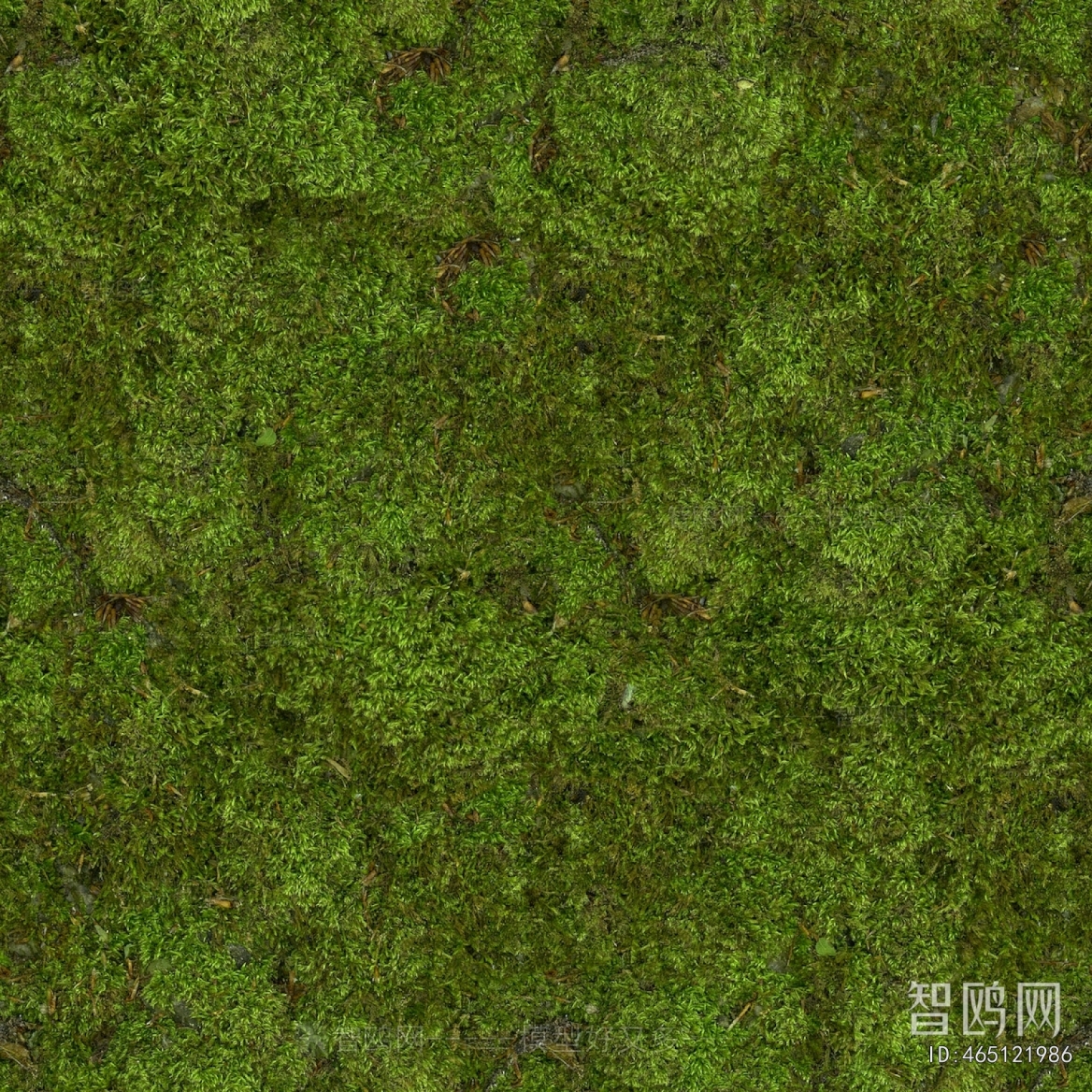 Grass