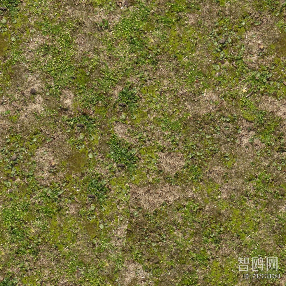Grass