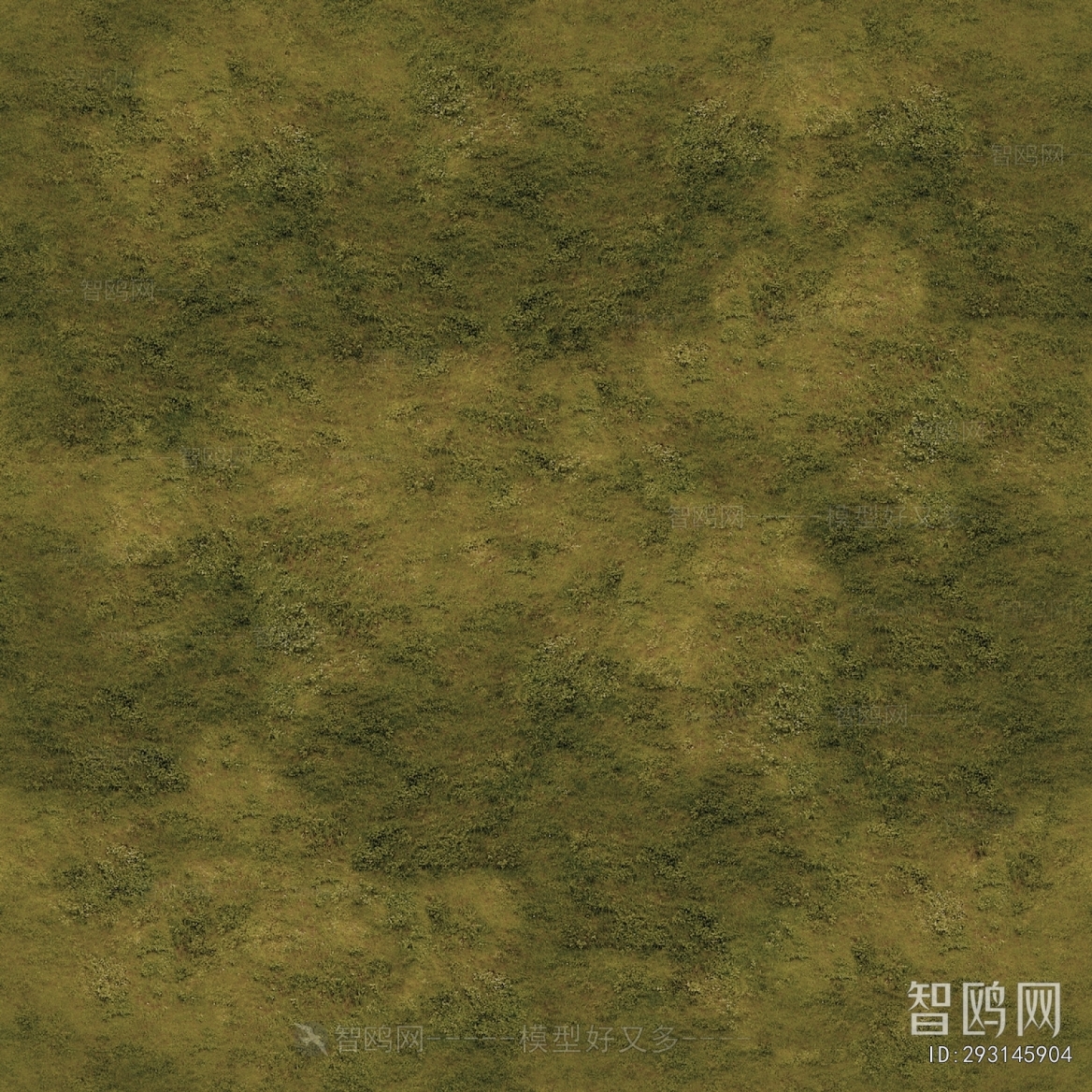 Grass