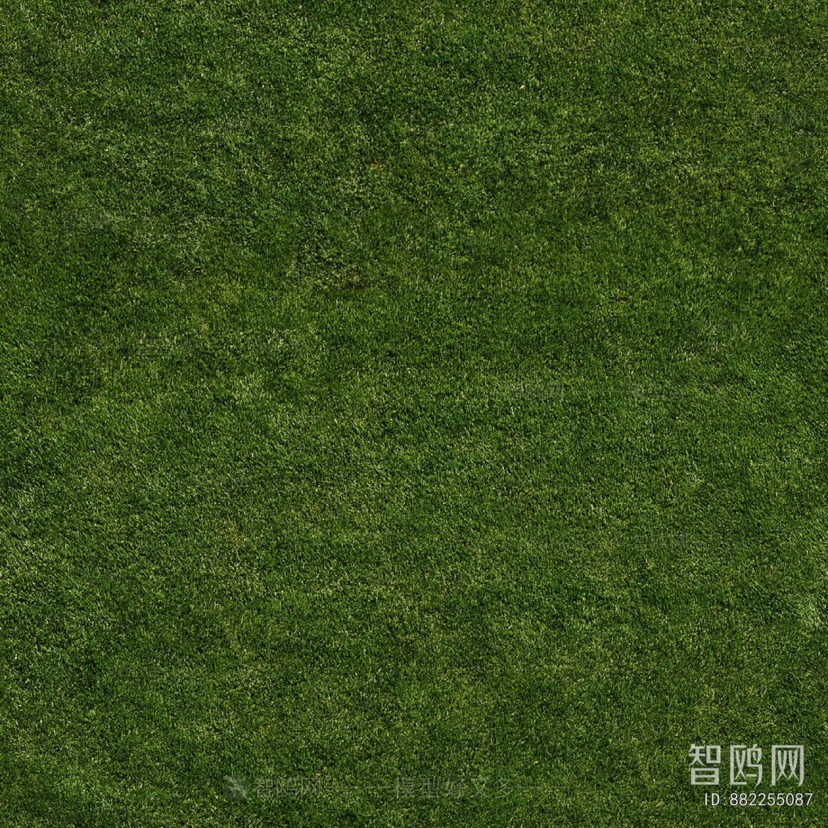 Grass