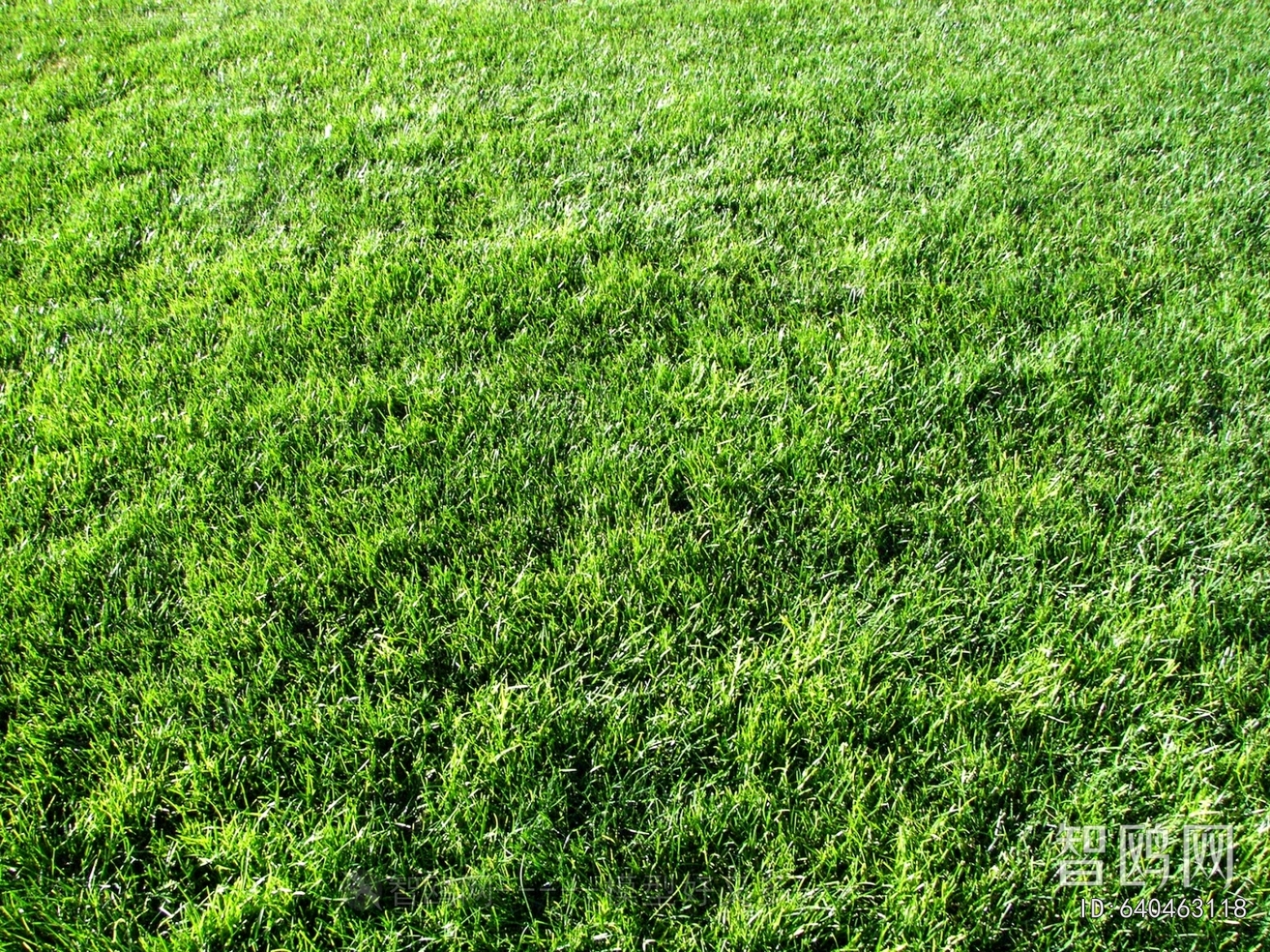 Grass
