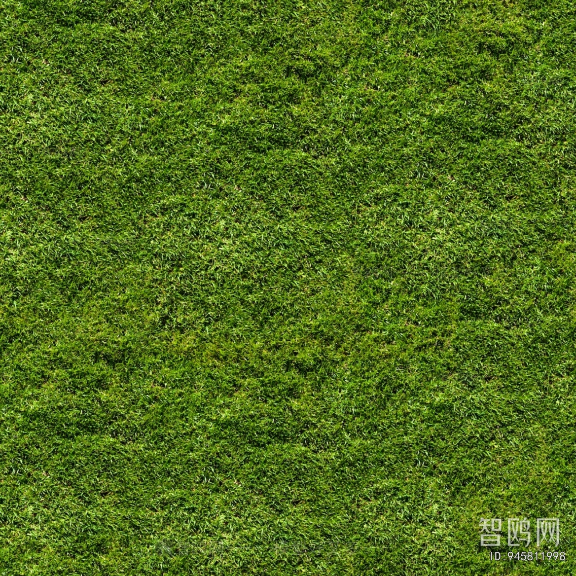 Grass