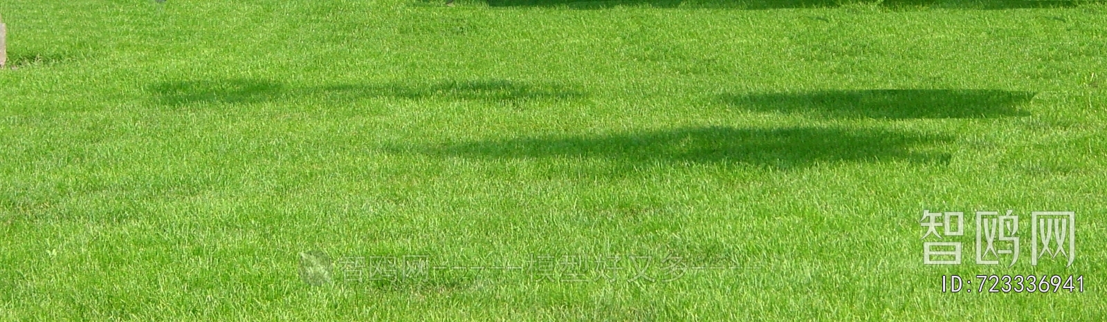 Grass
