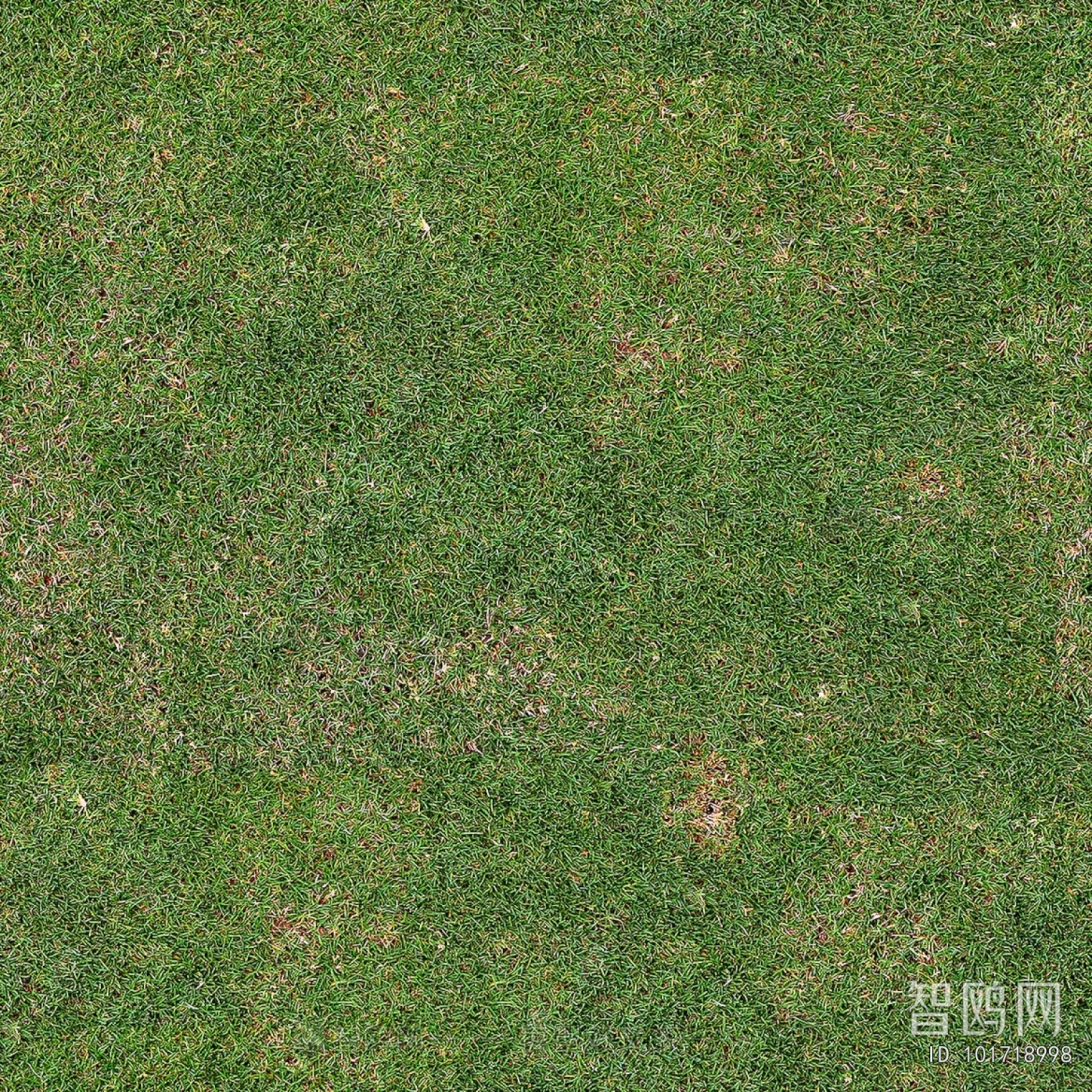 Grass