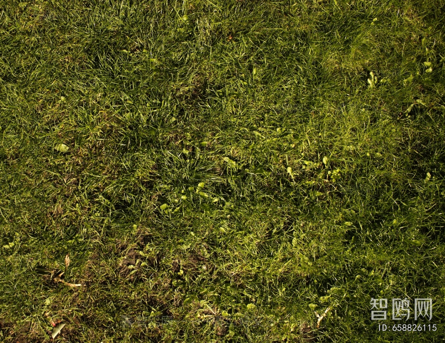 Grass