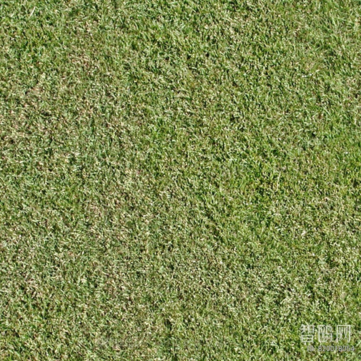 Grass