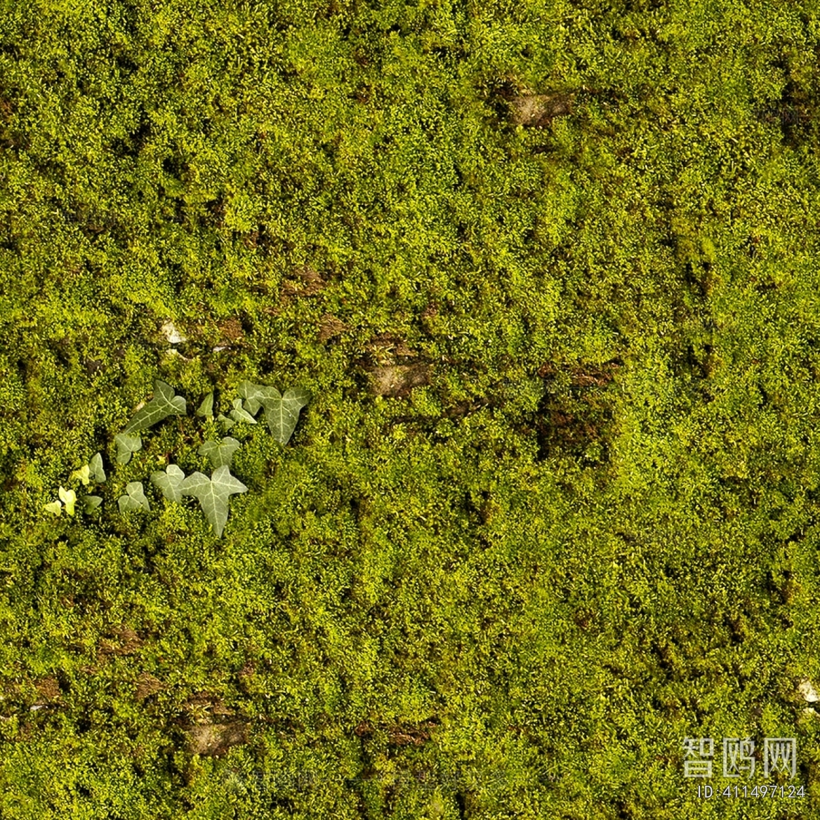 Grass
