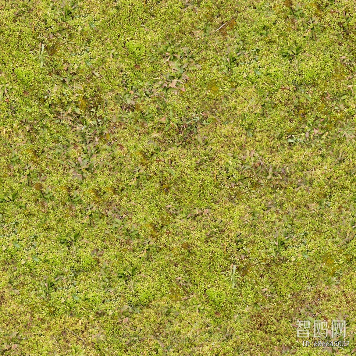 Grass