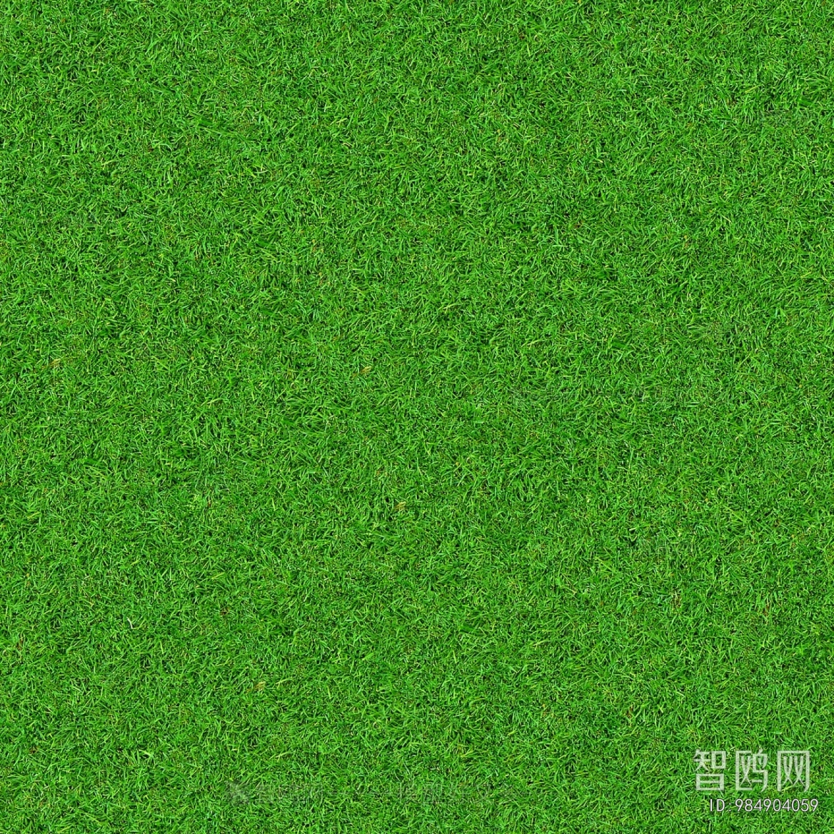 Grass