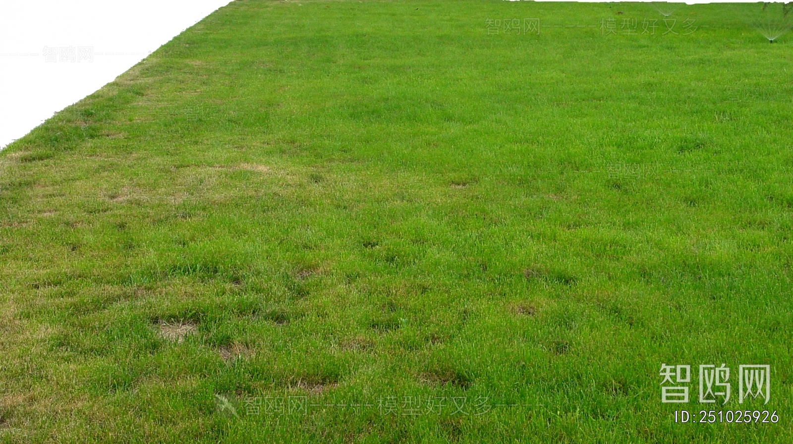 Grass