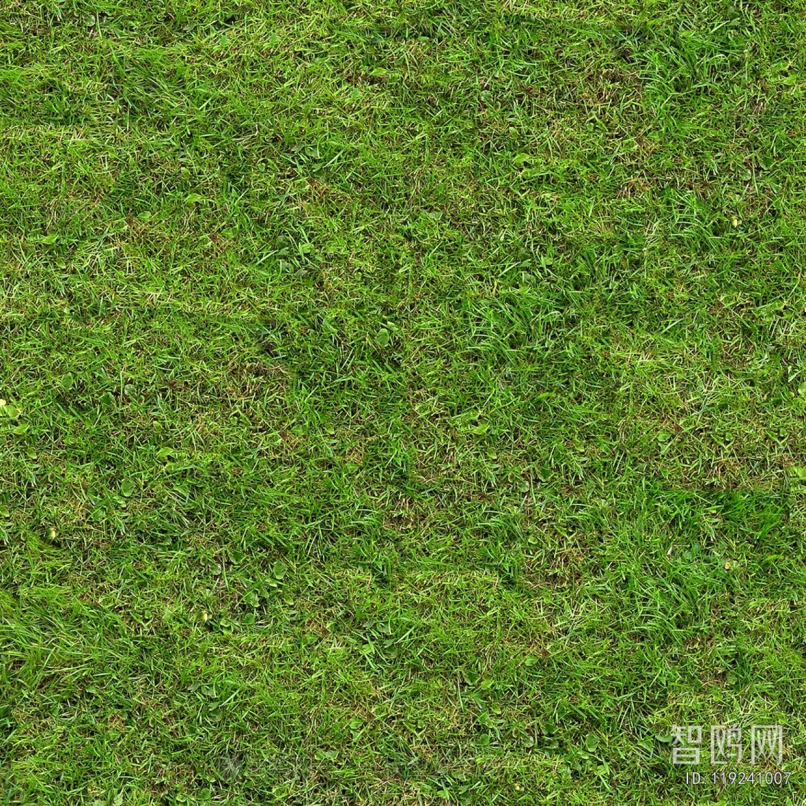 Grass
