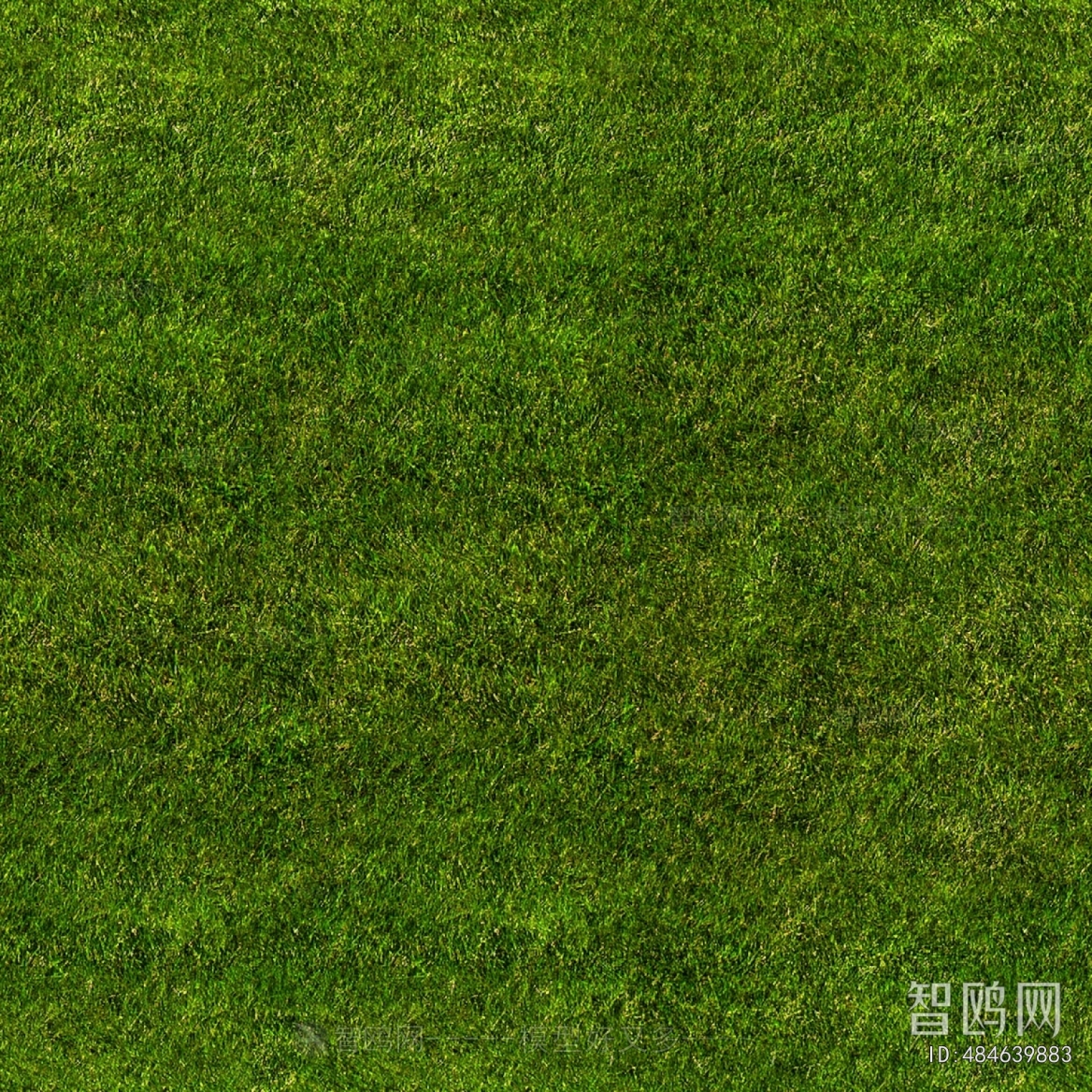 Grass
