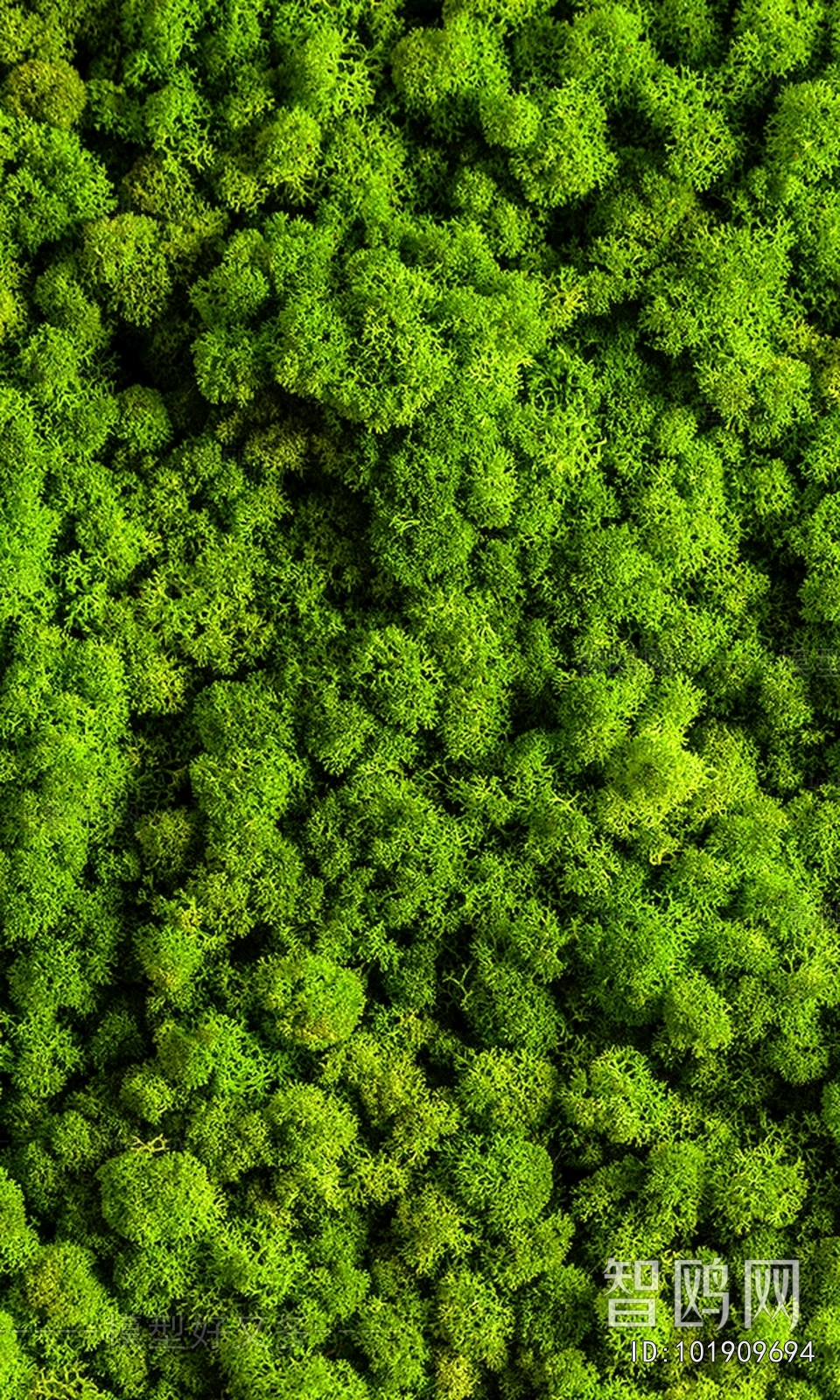 Grass