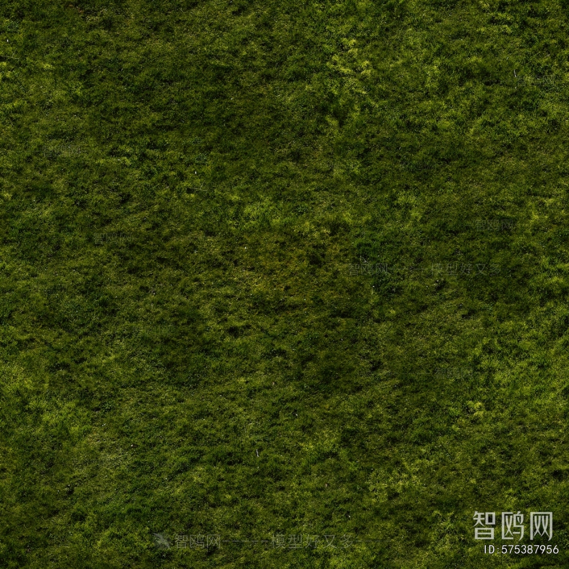 Grass
