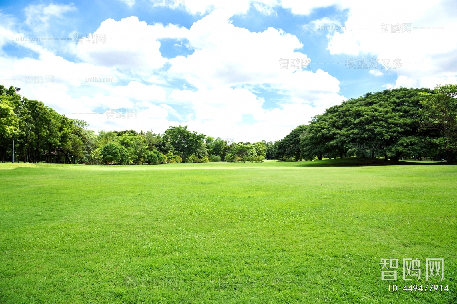 Grass